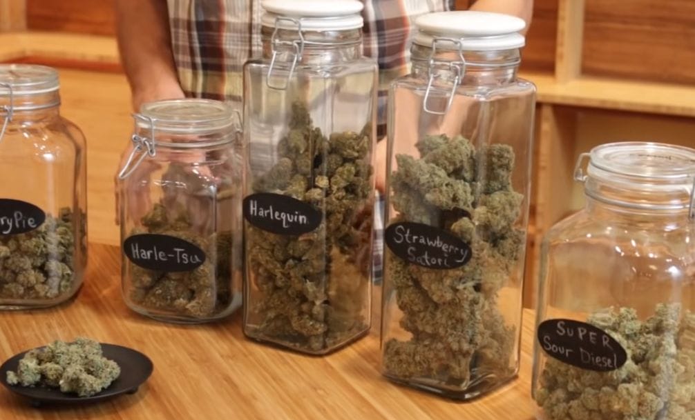 What Is Hybrid Weed？